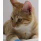 Linus, Pflegestelle in 85659 Forstern - Kater