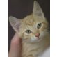 Linus, kleiner Strolch möchte die Welt erobern - Kater
