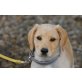 Linzer, Golden-Retriever-Mischling Welpen - Hündin