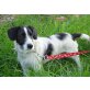 Lio, Terrier-Mischling - Rüde
