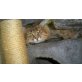 Lion, Norwegischer Waldmix-Kater - Kater