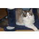 Lion, Ragdoll - Kater