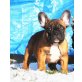 Lion von der Bullymonsterranch, Französische Bulldogge - Rüde