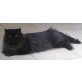 Lions Corner, Perser - Katze