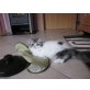 Lions Corner Perser, Perser - Katze