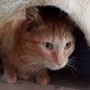 Lior, Europ. Hauskatze - Kater