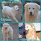 Lipton, Retriever-Kuvasz-Mix - Rüde