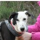 Lira, Dalmatiner Galgo Mix - Hündin