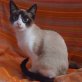 Lira, Siam-Mix - Katze