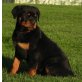 Lira von der Schlossallee, Rottweiler Welpen - Hündin