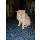 Lisa, Britisch Kurzhaarkatze - Katze