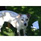 Lisa, Chihuahua-Dackel-Mix - Hündin