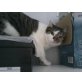 Lisa, EKH - Katze