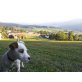 Lisa, Jack-Russell-Terrier Welpen - Hündin
