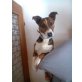 Lisa, Jackrusselmix Welpen - Hündin