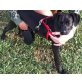 Lisa, Labrador-Mix - Hündin