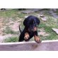 Lisa, Labrador-Münsterländer-Mix Welpen - Hündin