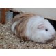 Lisa, Meerschweinchen - weiblich