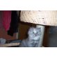 Lisa, Perser - Katze