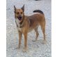 Lisa, Podenco-Schäferhund-Mix - Hündin