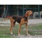 Lisa, Segugio Italiano Mix - Hündin