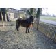 Lisa, Shetland Pony - Stute
