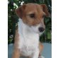 Lisa, Terrier - Hündin