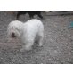 Lisa, Wuschelhund sucht Herzensplatz - Hündin