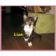 Lisa, Zuhause gesucht - Katze