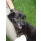 Lisa, ruhige, kuschelige Hundedame - Hündin