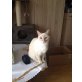 Lisa, schöne unkomplizierte Schmuserin - Katze