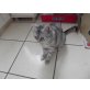 Lisel, Britisch Kurzhaarkatze - Katze