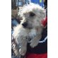 Lisi, DackelTerrier-Mischlingshündin - Hündin