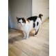 Lisi, Tierschutzverein SOS Katze - Katze