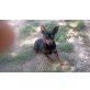 Lisi, Zwergpinscher - Hündin