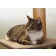 Lissi, BKH-Hauskatze - Katze