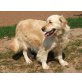 Lissi, Golden Retriever - Hündin