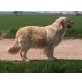 Lissi, Golden Retriever - Hündin