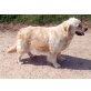 Lissi, Golden Retriever - Hündin