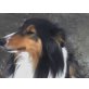 Lissy, Collie - Hündin