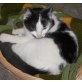 Lissy, EHK - Katze