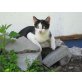 Lissy, Europäische Kurzhaarkatze - Katze