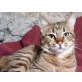 Lissy, Pflegestelle in Plankstadt - Katze