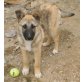 Lissy, Schäferhundmischling Welpen - Hündin