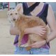 Lista, Podenco Andaluz - Hündin