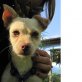 Lisy, Chihuahua Pinscher Mischling  - Hündin