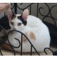 Lisy, Mischling - Katze
