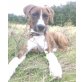 Little Jo, Boxer-Mix - Rüde