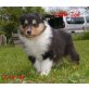 Little Joe, Collie Welpen - Rüde