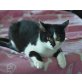 Little Joe, Mischling - Kater